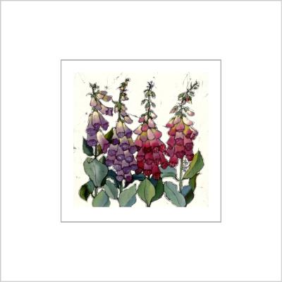 No.509 Foxglove - signed Small Print.